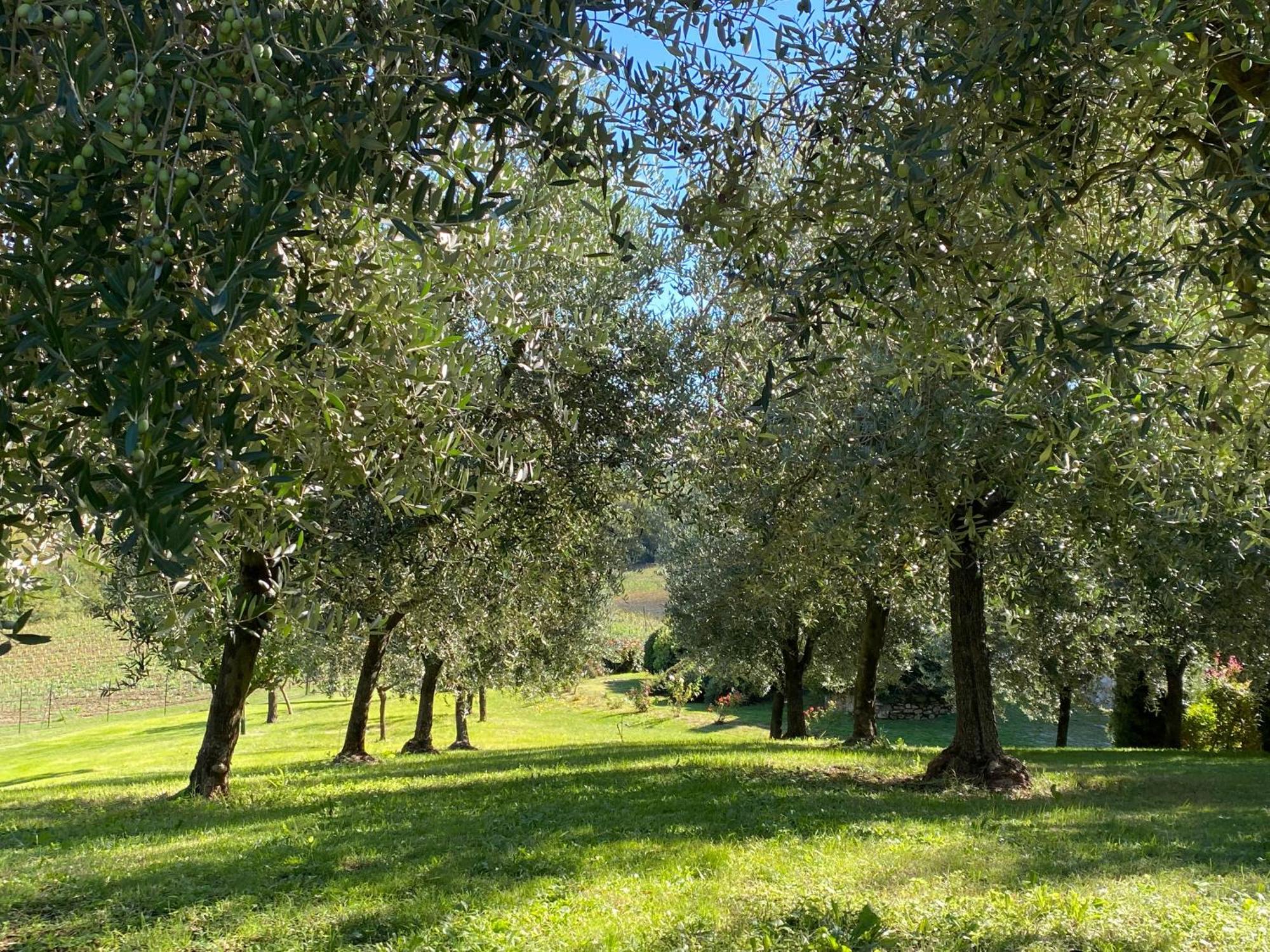 Podere Casanuova San Gimignano Extérieur photo