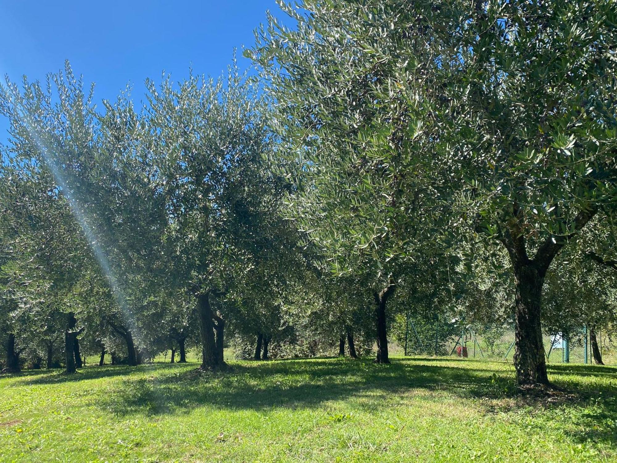 Podere Casanuova San Gimignano Extérieur photo